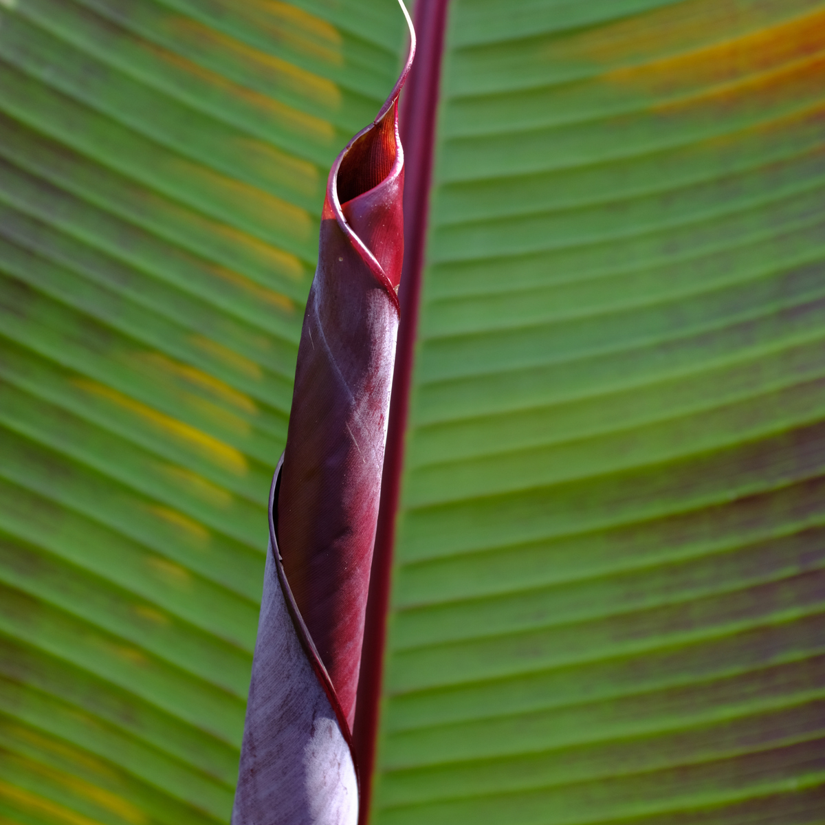 Abyssinian Banana - Ensete Ventricosum 'maurelli' - H20-30cm - ⌀9cm | Set of 4 | Green