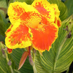 Hayloft Canna Tropicana Gold - 1 x 9cm Pot