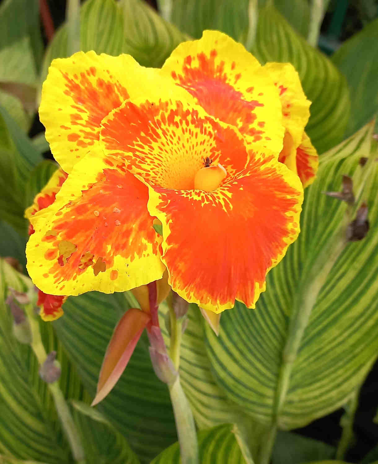 Hayloft Canna Tropicana Gold - 1 x 9cm Pot
