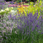 Lavender 'phenomenal' - Hardy French Hybrid, Fragrant, Pollinator-friendly | 1 x 2L | Purple