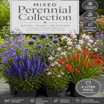 Hayloft Garden Ready Perennial Mix - 2L garden ready pots.