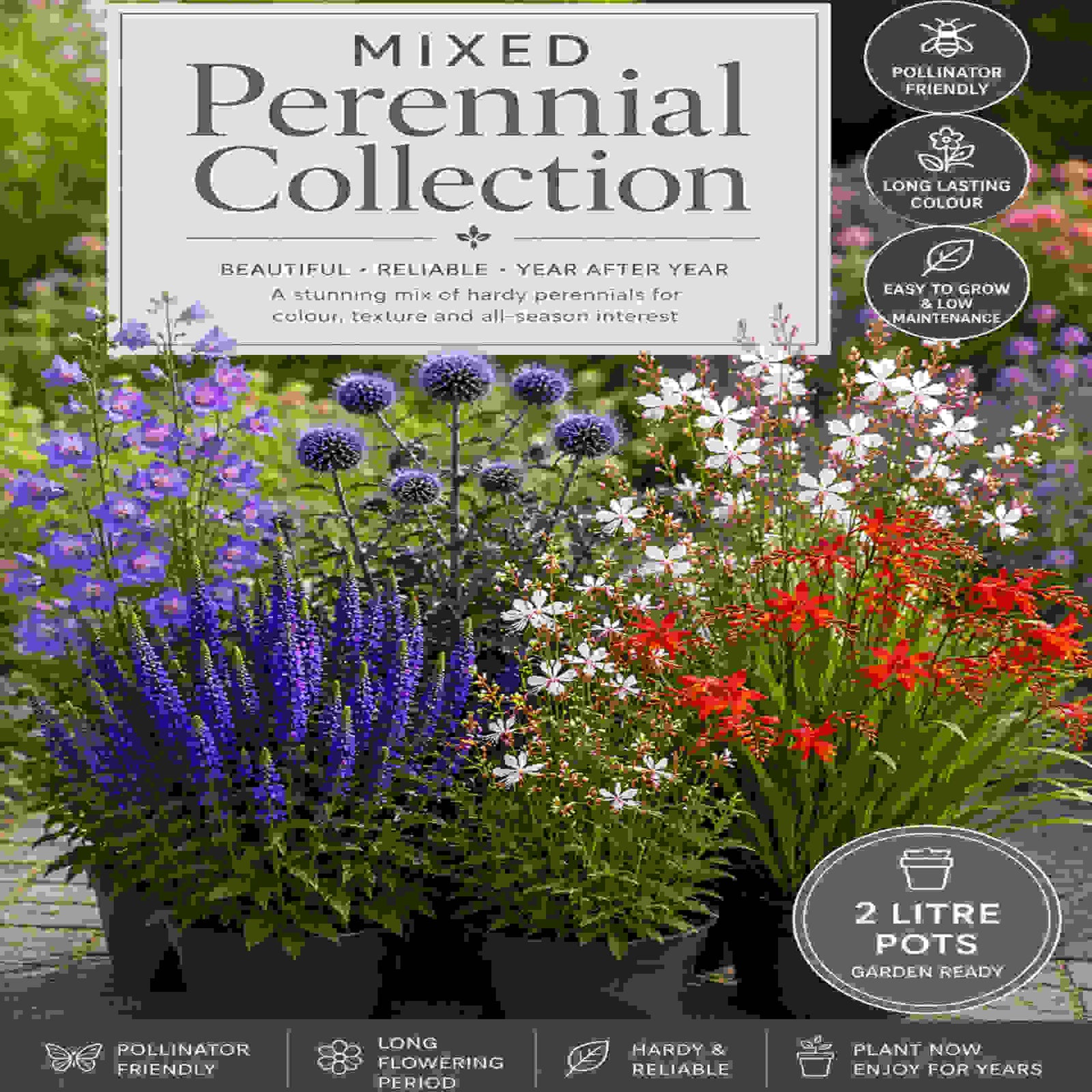 Hayloft Garden Ready Perennial Mix - 2L garden ready pots.