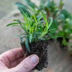Dianthus 'pinks Scent First Sugar Plum' - Fragrant Compact Perennial Plug Plants | Set of 3 | Pink