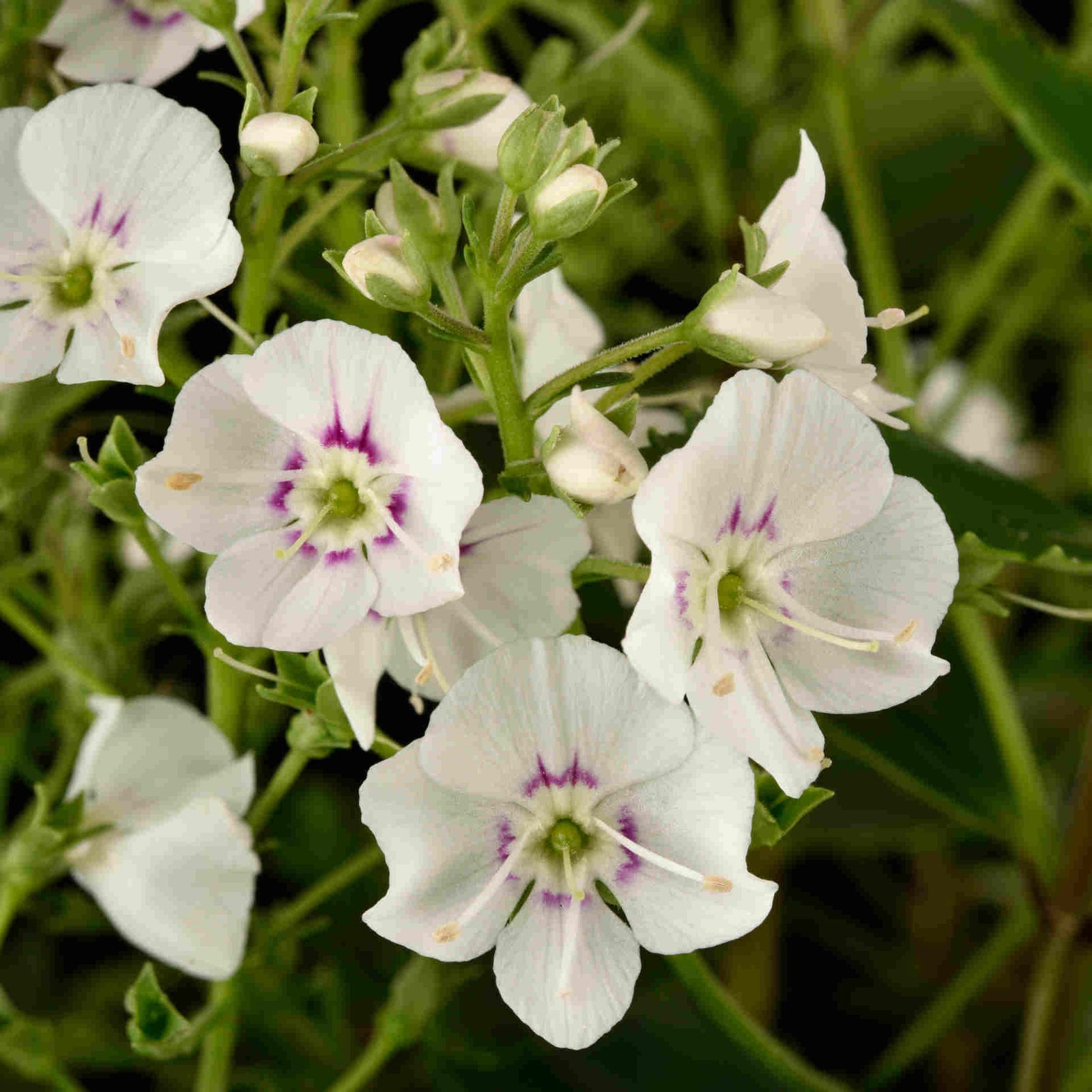 Parahebe Avalanche Evergreen Groundcover - 3 x 9cm Pots