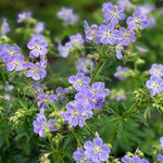 Timeless Hardy Geranium Collection - Bare roots | Set-of-6 | Multi Colour