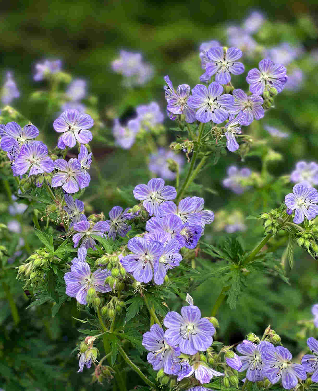 Timeless Hardy Geranium Collection - Bare roots | Set-of-6 | Multi Colour