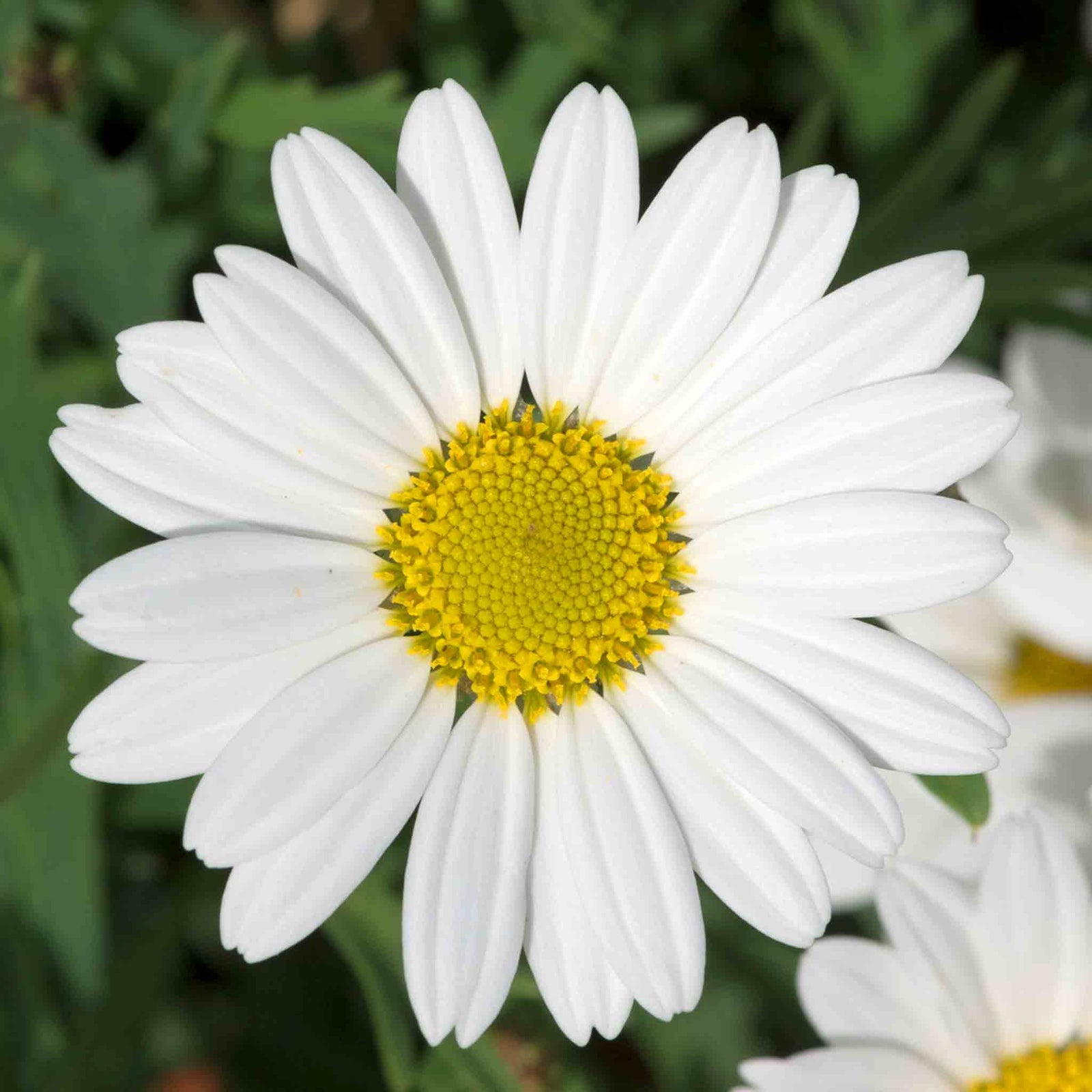 Argyranthemum 'everest' Marguerite Daisy Plant 40-60 Cm | 6 x Plug Plants