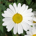 Argyranthemum 'grandaisy' Collection - 12 Plug Plants | 12 x Plug Plants | White