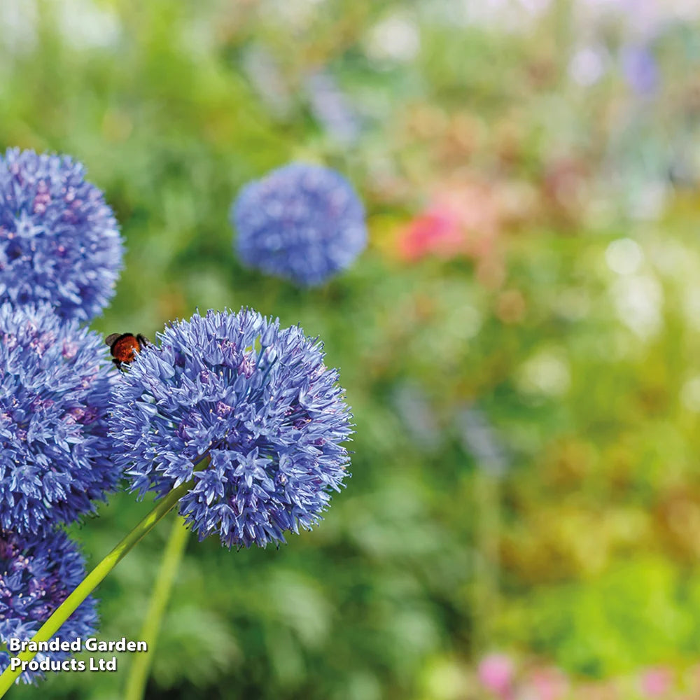 Bumper Spring Bulb Collection Bulbs | 500 x Bulbs