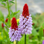 Primula Vialii 'red Hot Poker' Plants | 3 x 9cm | Crimson