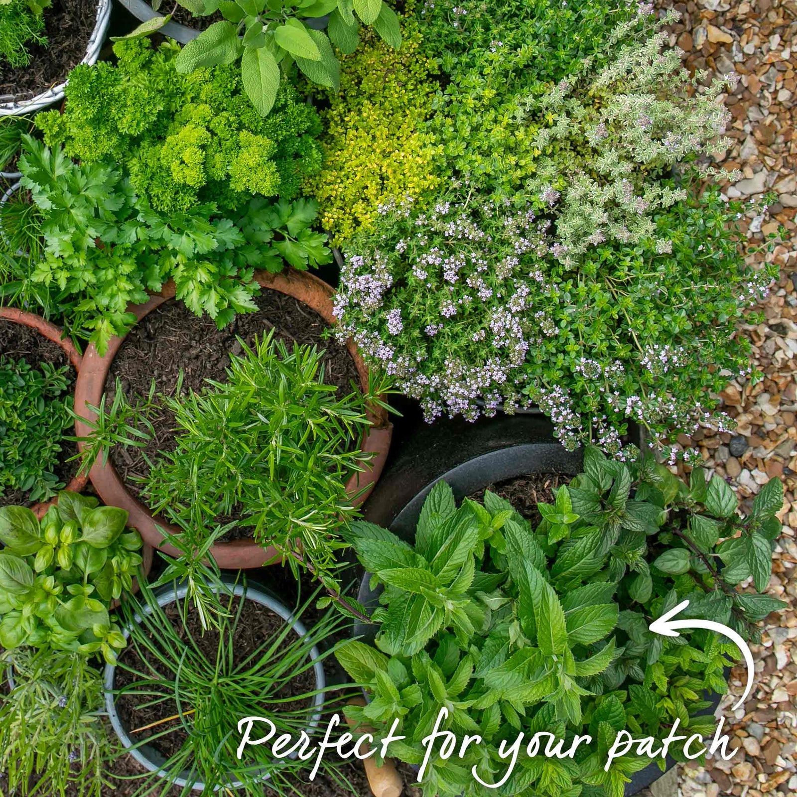 Mint 'peppermint' Plant | 3 x Plug Plants | Green