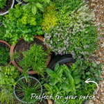 Mint 'garden' Hardy Perennial Herb | Set of 3 | Green