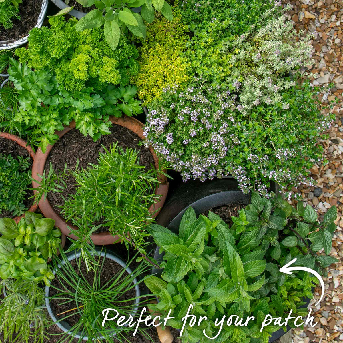 Mint 'garden' Hardy Perennial Herb | Set of 3 | Green