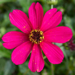 Cosmos 'cherry Chocolate' Compact Fragrant Perennial Plant | 3 x Jumbo Plug Plants