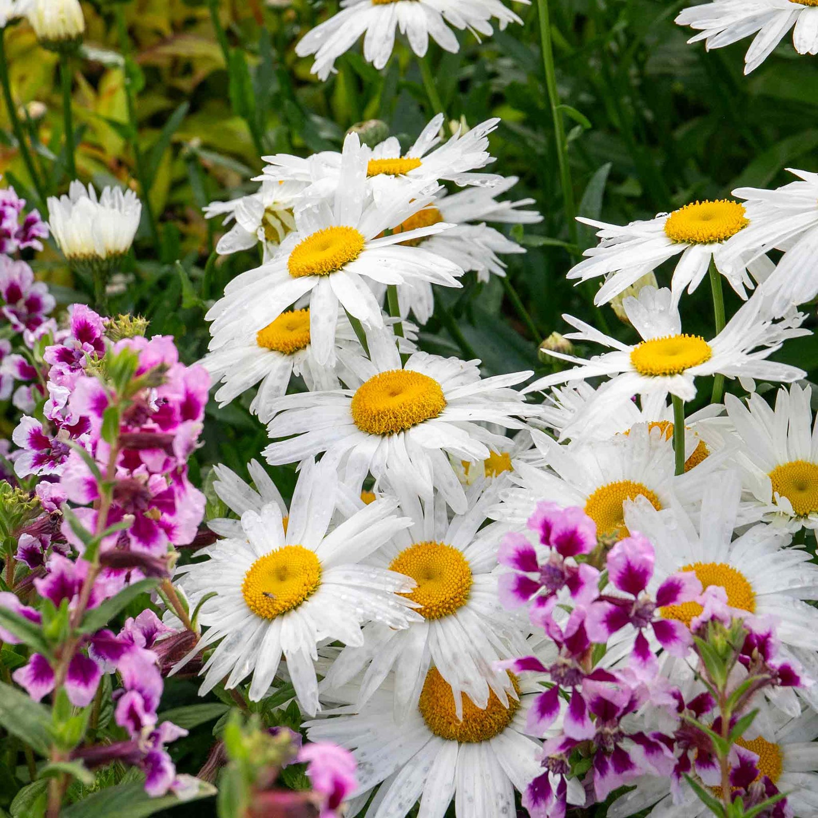 Leucanthemum 'madonna' White Daisy Perennial 50cm | 1 x 2L | Green & White