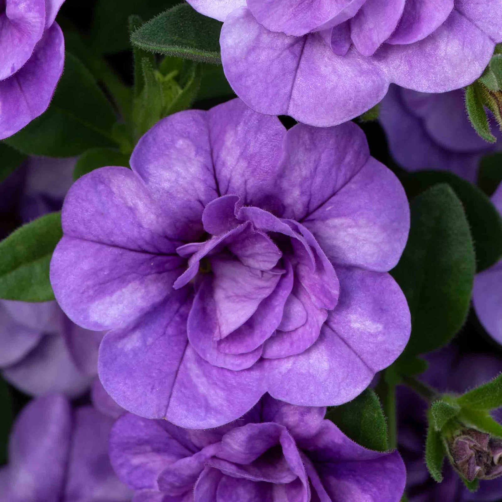 Calibrachoa 'caberet Double Sky Blue' | 12 x Plug Plants | Sky Blue