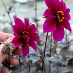 Dahlia 'mystic Wizard' - Magenta Single Flowers, Mahogany Foliage | 6 x Jumbo Plugs