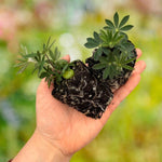 Cottage Garden Legends Lupin’ Collection - XL plug plants | 3 x Jumbo Plugs | Multi
