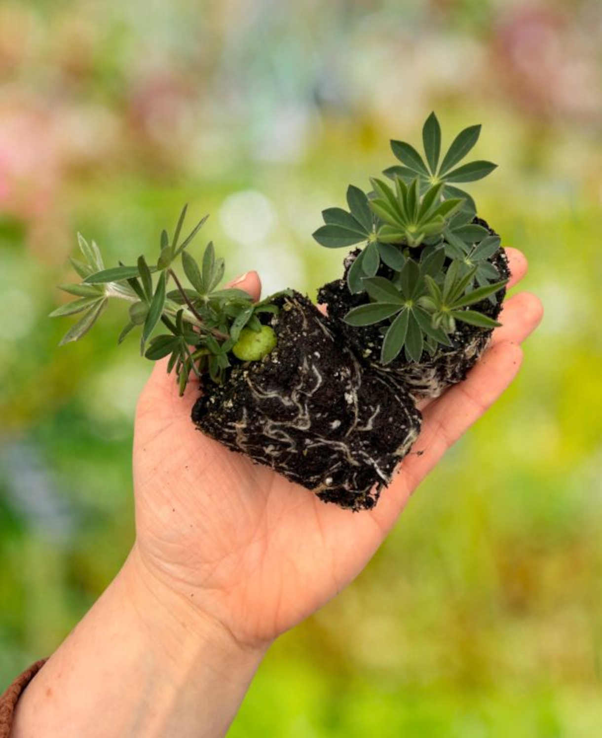 Cottage Garden Legends Lupin’ Collection - XL plug plants | 3 x Jumbo Plugs | Multi