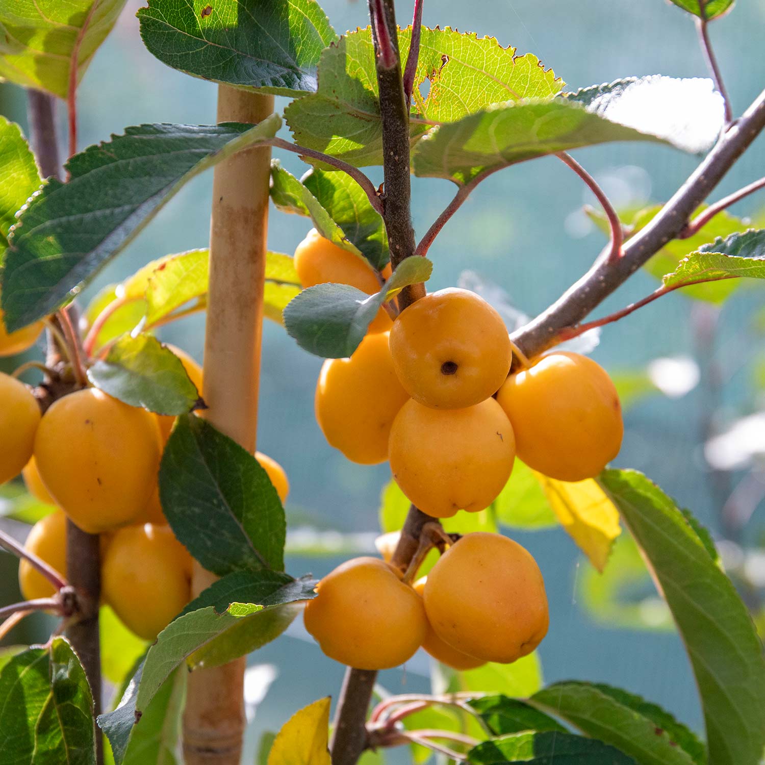 Crab Apple Tree 'golden Hornet' (malus) | 1 x 5L | Light Goldenrod Yellow