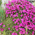 Hayloft Astonishing Aubrieta Collection -Katie Red, Purple And Blue In 9cm Pots