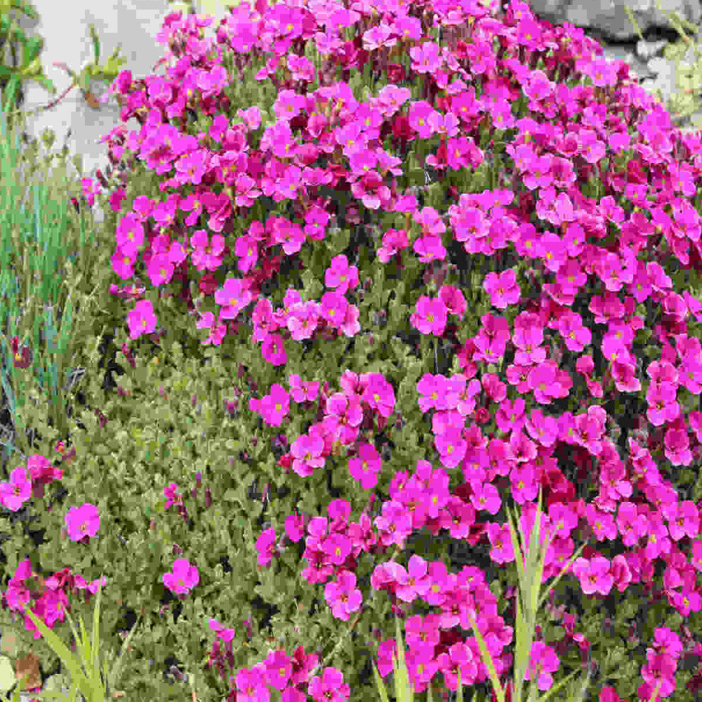 Hayloft Astonishing Aubrieta Collection -Katie Red, Purple And Blue In 9cm Pots