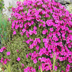 Astonishing Aubrieta Collection -Katie Red, Purple And Blue In 9cm Pots