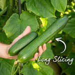 Cucumber 'euphya' All-female Disease-resistant Variety | 3 x Jumbo Plugs | Green