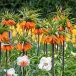Fritillaria Imperialis 'rubra' (crown Imperial) - , Crimson Red | 3 x Bulbs | Crimson