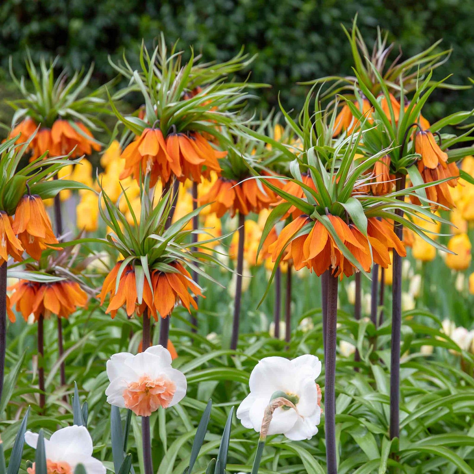 Fritillaria Imperialis 'rubra' (crown Imperial) - , Crimson Red | 3 x Bulbs | Crimson