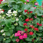 Strawberry Plant Summer Breeze Mixed | Red