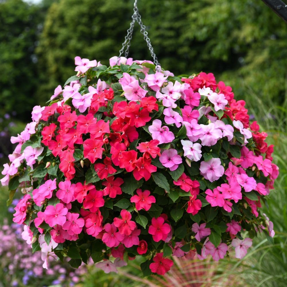 Garden Ready Busy Lizzie Beacon Raspberry Sundae Mixed | 12 x Garden Ready Plants