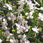 Lobelia 'waterfall White Sparkle' Seed-raised Trailing White Bedding | 12 x Jumbo Plugs | White
