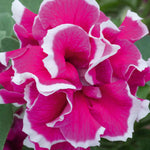 Hayloft Petunia Tumbelina Marbled Collection - 18 Young Plants 6 Of Each