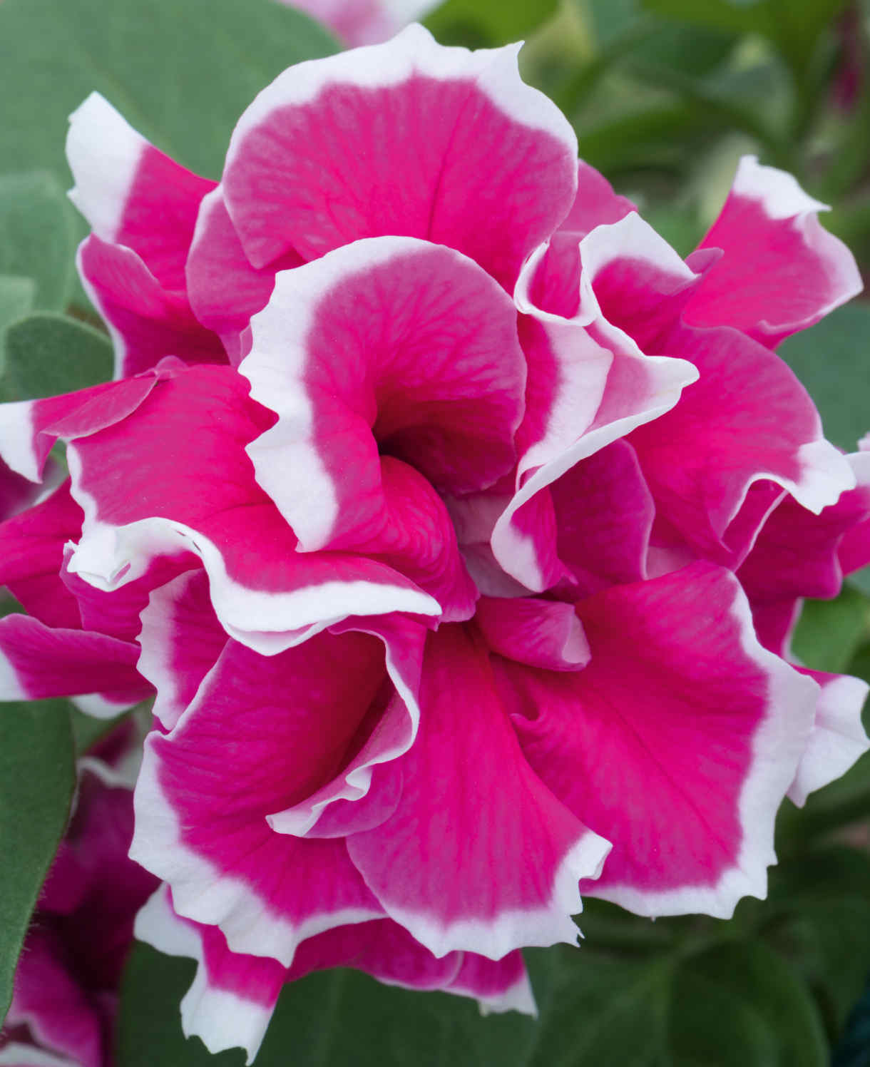 Hayloft Petunia Tumbelina Marbled Collection - 18 Young Plants 6 Of Each