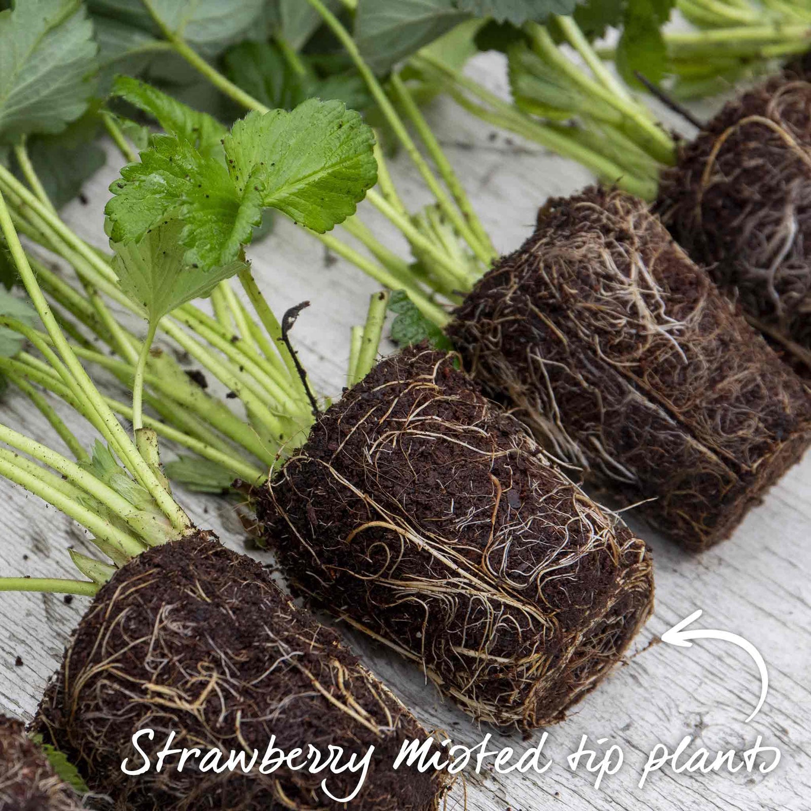 Strawberry Plant 'christine', Early Main-season, Vigorous, Disease-resistant | 10 x Bare Root | Red