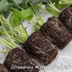 Strawberry Plant 'christine', Early Main-season, Vigorous, Disease-resistant | 30 x Bare Root | Red