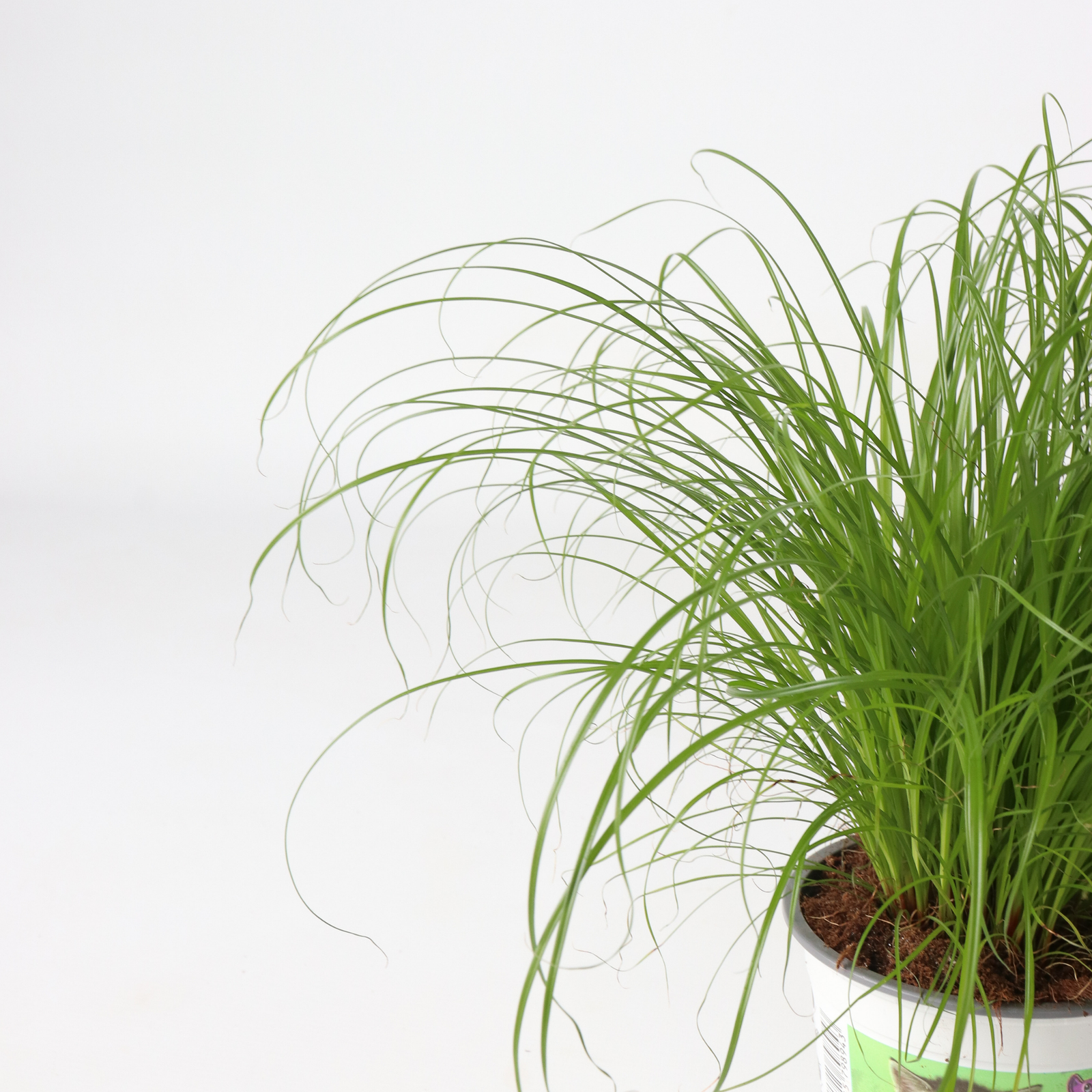 Cat Grass - 6 Pcs. - Cyperus Zumula - Height 30-40cm - ⌀12cm | Set of 6 | Green
