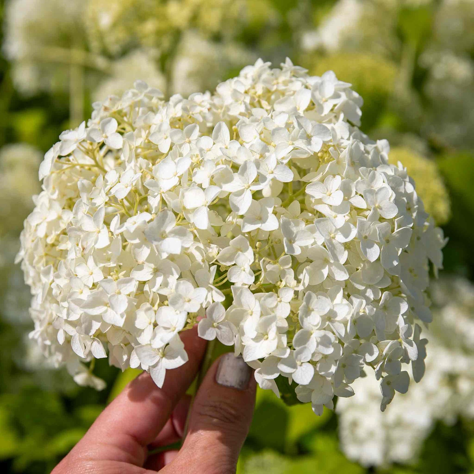 Hydrangea 'annabelle' White - Award-winning Large 30 Cm Blooms | 1 x 7.5L | White