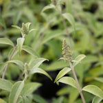 Buddleja Davidii 'adonis Blue' Shrub | 1 x 3L | Purple