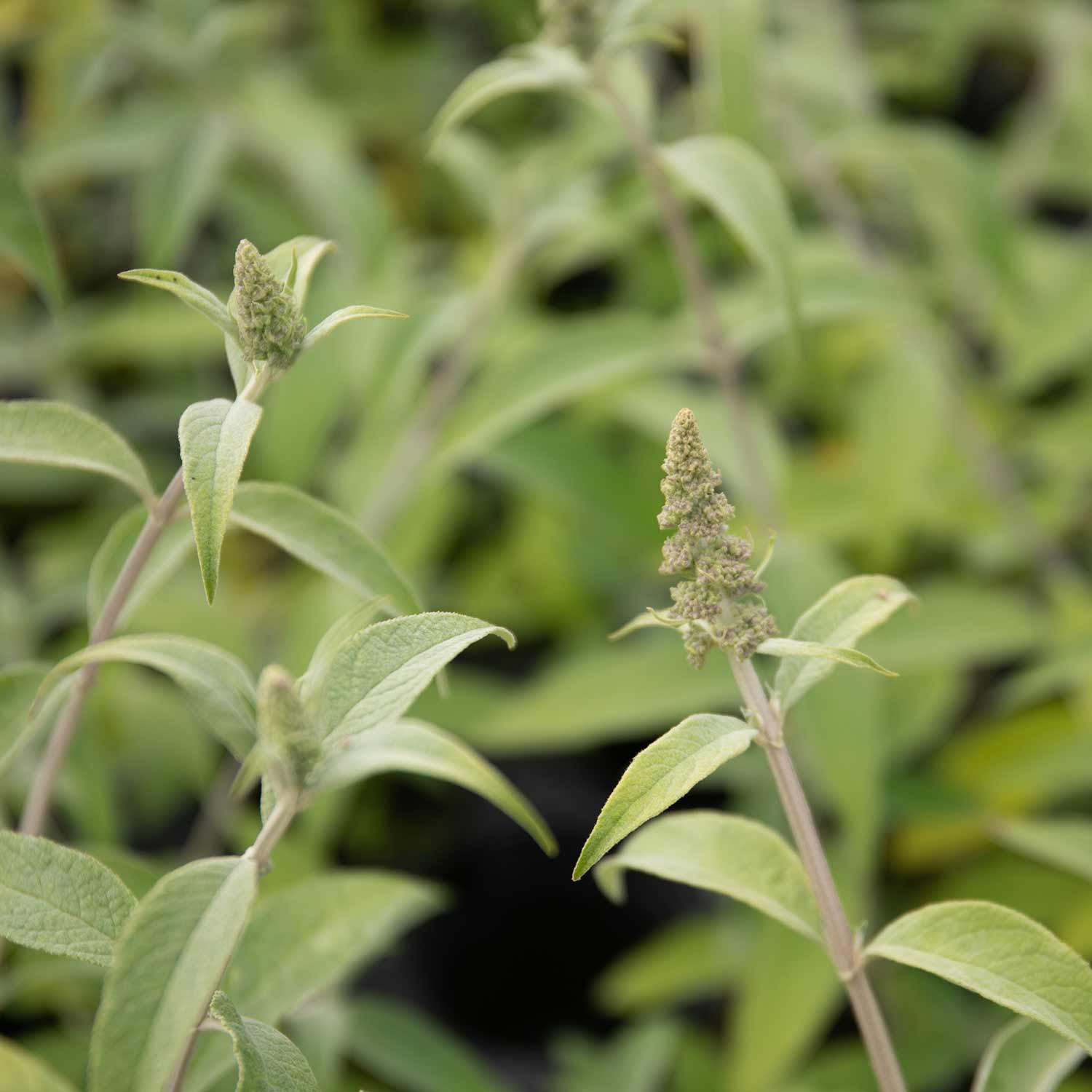 Buddleja Davidii 'adonis Blue' Shrub | 1 x 3L | Purple
