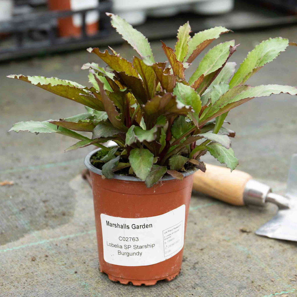 Lobelia 'starship Burgundy' - Hardy Perennial, Burgundy Flower Spikes, 100 Cm 9cm | Set of 3 | Burgundy