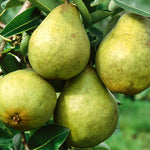 Pear Tree Williams Bon Chretien Bare-root Early-cropping | 1 x Bare Root