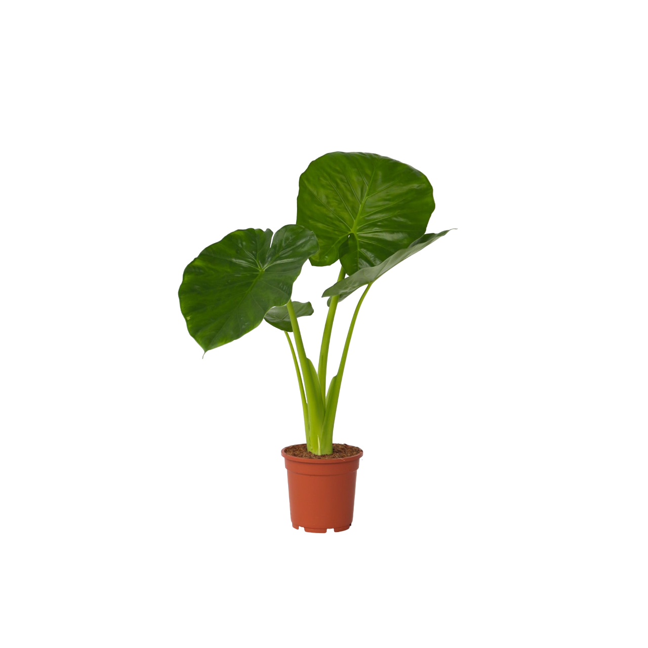 Elephant's Ear - Alocasia 'odora' - Height 55-75cm - ⌀17cm | Set of 1 | Pink