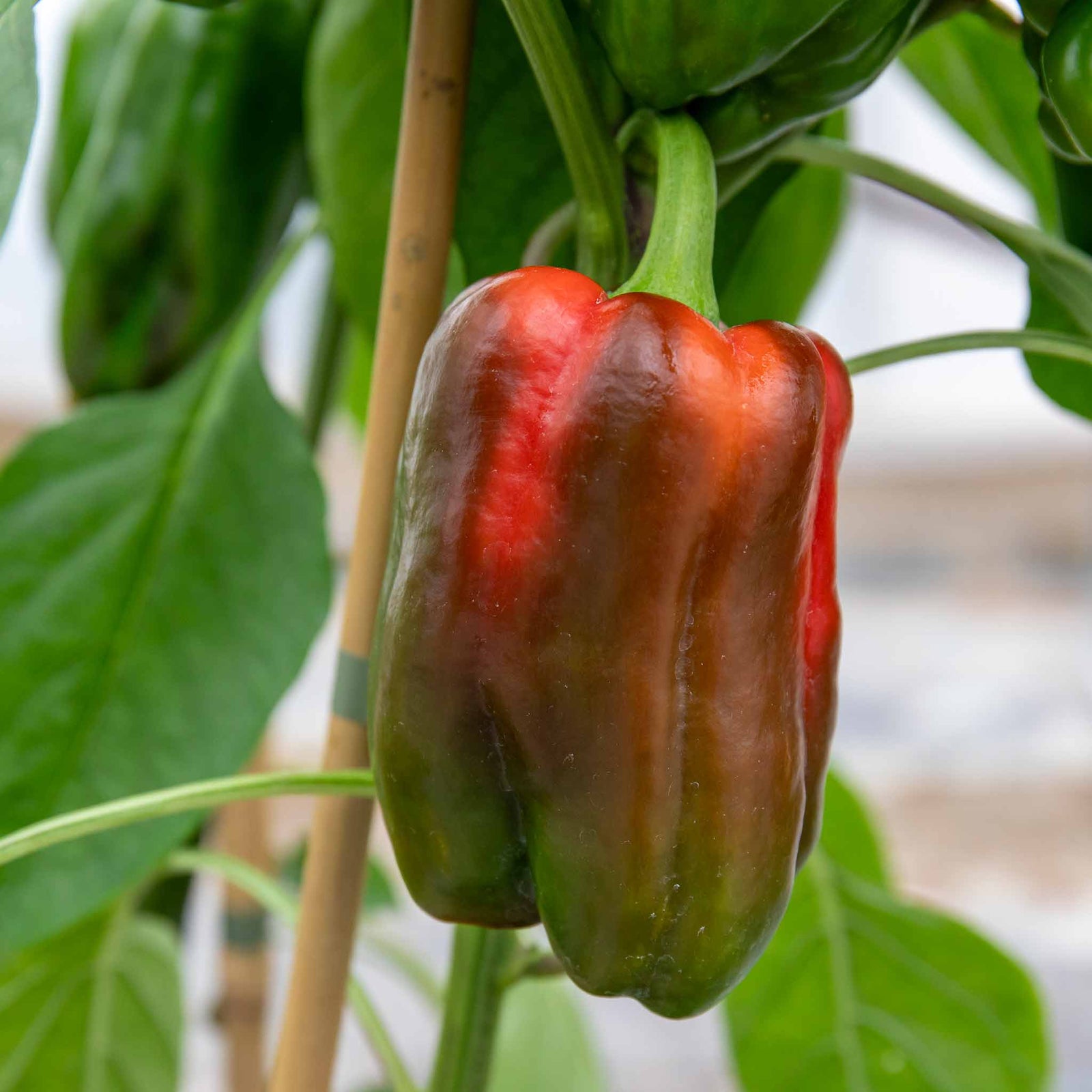 Sweet Pepper 'big Ben' Plant | 3 x Jumbo Plugs | Red