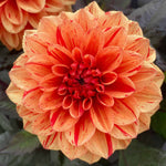 Dahlia 'ellen Huston' | 1 x Bulb | Red