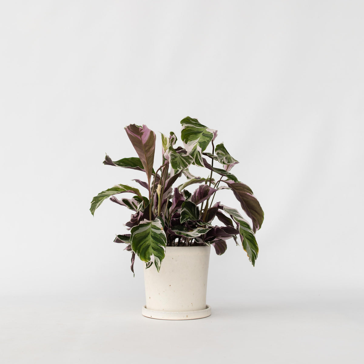 Prayer Plant - Calathea Lietzei 'white Fusion' - Height 30-40cm - ⌀14cm | Set of 1 | Green