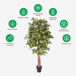 Artificial Handcrafted Ficus Tree With Real Wood Trunk | 6ft | Green