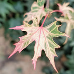 Japanese Maple - Acer Palmatum 'Taylor' - Height 50-60cm - ⌀19cm | Set of 1 | Pink
