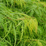Hayloft Acer Palmatum Dissectum Emerald Lace - 1 X 9cm Pot